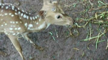 Rusa Totol with the scientific name Axis axis at Zoo in Raguna. Other names are Spotted deer, Chital deer, or Axis deer video