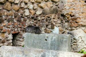 extraviado gatos broncearse en parte superior de el restos de romano columnas a el plaza vittorio emanuele ii en Roma foto