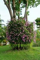 The orchids were planted vertically around the big tree. photo