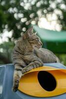 el gato se sienta en el caja por relajante. foto