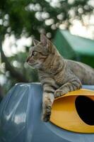 The cat sits on the box by relaxing. photo