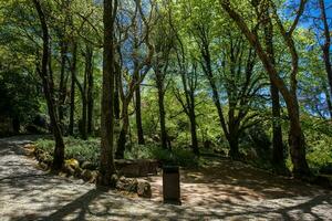 Gardens of Pena Park at the municipality of Sintra photo