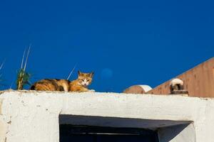 The cat and the moon in a beautiful day in Santorini photo