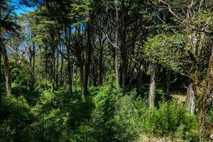 Gardens of Pena Park at the municipality of Sintra photo