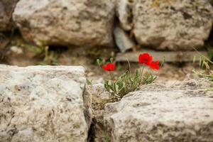 Detail of the stones at bleachers  of the Theatre of Dionysus Eleuthereus the major theatre in Athens dated to the 6th century BC photo