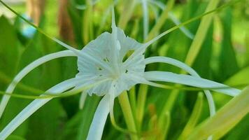 hymenocallis caribaea caribe lírio aranha única flor branca tulum méxico. video