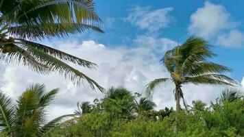 céu azul de cocos de palmeira tropical em tulum méxico. video