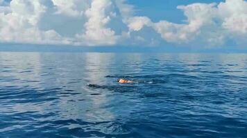 enorme tubarão-baleia nada na superfície da água cancun méxico. video