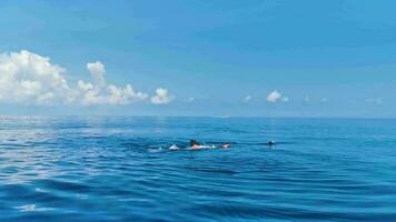 enorme tubarão-baleia nada na superfície da água cancun méxico. video