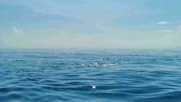 Cancun Quintana Roo Mexico 2022 Huge whale shark swims on the water surface Cancun Mexico. video