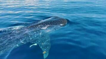 enorme tiburón ballena nada en la superficie del agua cancún méxico. video