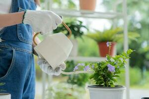 gardening home. woman replanting green tree in home garden. flowerpots as hobby and relax. plant sales, house garden, jungle, gardener, flower decoration, freelance, home jungle,Garden, Floral decor. photo