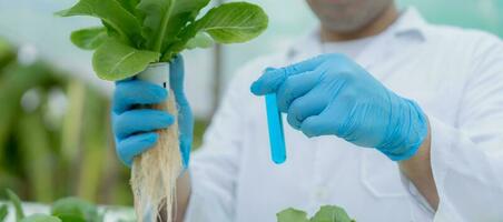 Organic farming, salad farm. Science farmers are checking water conditions during planting, checking for pesticide residues. Hydroponics vegetable, Ecological Biological, Healthy, Vegetarian, ecology photo