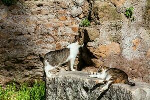 Stray cats sunbathing on top of the ruins of Roman columns at the Piazza Vittorio Emanuele II in Rome photo