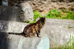 Stray cats sunbathing on top of the ruins of Roman columns at the Piazza Vittorio Emanuele II in Rome photo