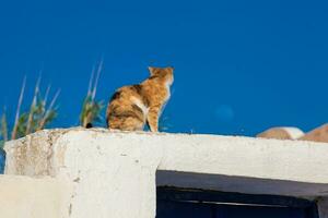 The cat and the moon in a beautiful day in Santorini photo