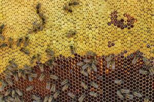 Abstract hexagon structure is honeycomb from bee hive filled photo