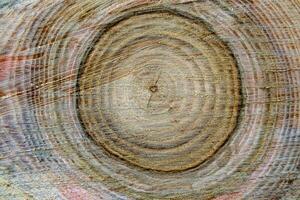 Beautiful wooden fracture old oak, natural texture close up photo