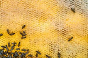 Abstract hexagon structure is honeycomb from bee hive filled photo