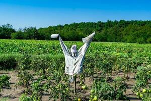 El espantapájaros aterrador en el jardín desalienta a los pájaros hambrientos foto