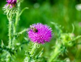 Beautiful wild flower winged bee on background foliage meadow photo