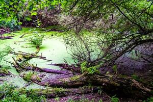 Beautiful grass swamp reed growing on shore reservoir in countryside photo