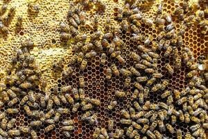 Abstract hexagon structure is honeycomb from bee hive filled photo