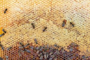 La estructura hexagonal abstracta es un panal de abejas lleno de colmena foto