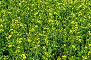 fotografía sobre el tema mostaza de flores silvestres finas en la pradera de fondo foto