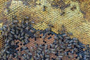 La estructura hexagonal abstracta es un panal de abejas lleno de colmena foto