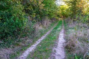 Photography on theme beautiful footpath in wild foliage woodland photo