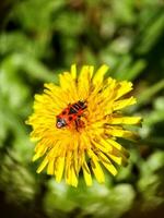 Macro shot of a dandelion with a photo