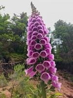 Beautiful blooming foxglove flower in the forest photo