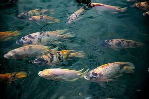 Koi fishes in a pond photo