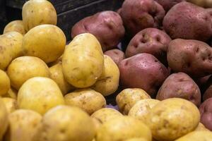 Yukon Gold and Red Potatoes photo