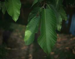 tropical mango leaves in the garden, large foliage, abstract green texture, nature backgroundmango leaves in the garden photo