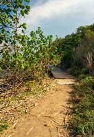 panorama frente ver paisaje azul mar y cielo azul colina Mañana día Mira calma verano naturaleza tropical mar hermosa ocen agua viaje Khao laem ya playa este Tailandia Rayong exótico horizonte. foto