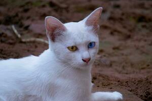 Khao Manee Cat.which has two eyes' colors, yellow and blue. photo