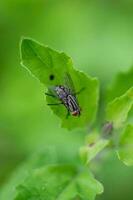 un mosca en un hoja foto