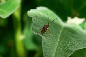 a bug is sitting on a leaf photo