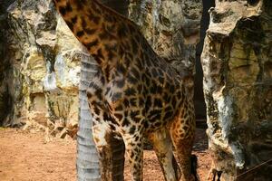 un alto jirafa en el zoo.el cabeza de un jirafa en el zoo foto