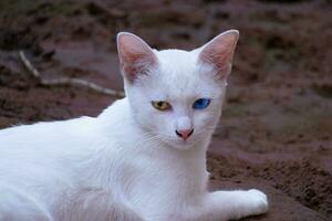 Khao Manee Cat.which has two eyes' colors, yellow and blue. photo