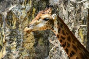 un alto jirafa en el zoo.el cabeza de un jirafa en el zoo foto