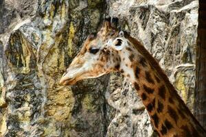 un alto jirafa en el zoo.el cabeza de un jirafa en el zoo foto