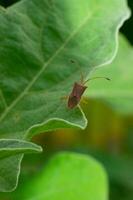 a bug sitting on a leaf in the sun photo