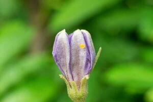 a purple flower with yellow spots on it photo