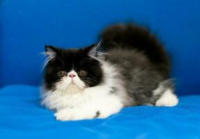 Cute Persian cat sitting on blue background photo