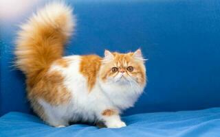 Cute Persian cat sitting on blue background photo