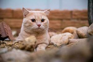 The cat lies on the ground during the evening indoors. barren ground photo