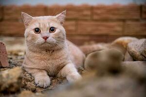 The cat lies on the ground during the evening indoors. barren ground photo